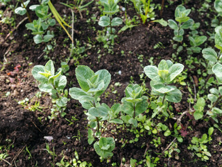young Mint growing in the garden