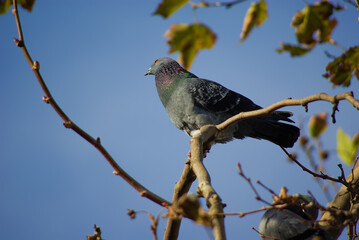 pigeon in the park