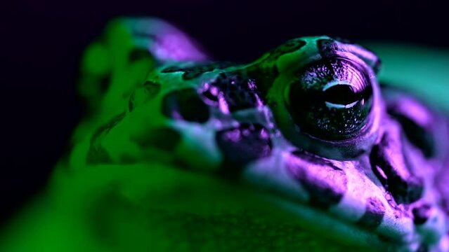 Beautiful ground toad close-up night shot under neon colorful light. Natterjack breathing and looking at camera. Amazing frog blinks eyes, stirs nostrils, macro footage. Dark background.