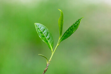 Fototapeta na wymiar Closeup, Top of Green tea leaf in the morning, tea plantation, blurred background.