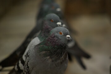 pigeon in the park