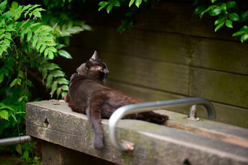 木のベンチの上に座っている黒猫が振り向いている