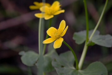 Flowering of Caltha palustris. Yellow flowers on plants in the swamp close-up