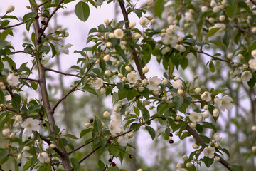 Obraz premium Wild berry apple blossom. White flowers on a tree close-up