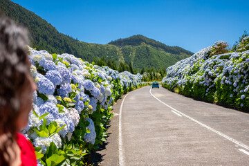 Flowery road with beautiful hydrangea flowers at roadside in Seven Cities Lake 