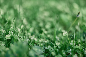 Young green leaves jib close-up, fresh lawn grass in summer on the ground in sunlight for a screen saver, mock up