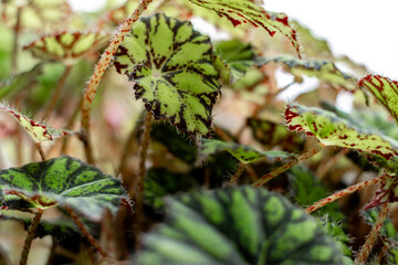 Fototapeta premium Leaves of Begonia close-up.Home gardening,urban jungle,biophilic design.Selective focus.