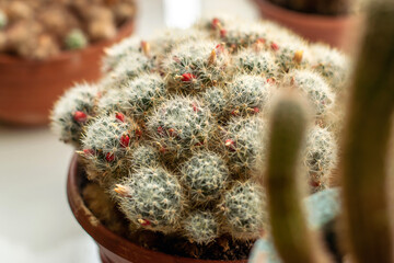 Blooming cactus on the windowsill close-up.Home gardening,urban jungle,biophilic design.Selective focus.