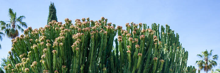  giant cactuses in park