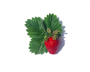 Ripe juicy strawberry with green leaves isolated on white background. Close-up of a berry