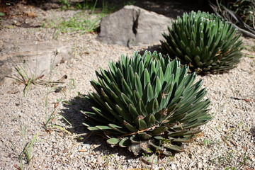 Agave victoriae reginae, Queen Victoria agave, royal agave, small species of succulent flowering perennial green plant