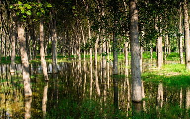 Poplar tree forest in a sunny day