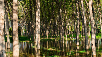 Poplar tree forest in a sunny day