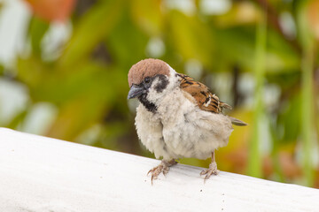 覗き込むような仕草を見せるスズメ