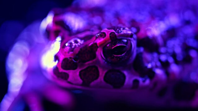 Amazing frog blinks eyes, stirs nostrils, macro footage. Beautiful ground toad close-up night shot under neon violet colorful light. Natterjack breathing and looking at camera. Dark background.