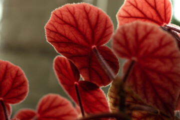 Red leaves of Begonia close-up.Home gardening,urban jungle,biophilic design.Natural background.Selective focus.