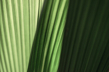 Green leaves of molineria close-up.Natural abstract background.Urban jungle concept.Biophilic...