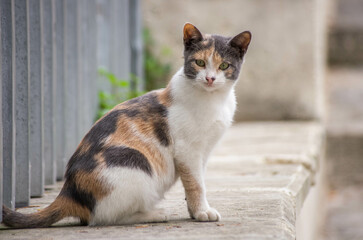 portrait of a cat