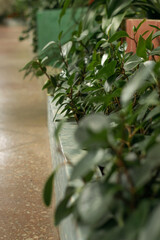 Peperomy magnoliaceous on a flower bed in the greenhouse.Home gardening,urban jungle,biophilic design.Selective focus.