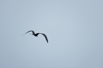 A Frigate Bird flying at Dry Tortugas National Park