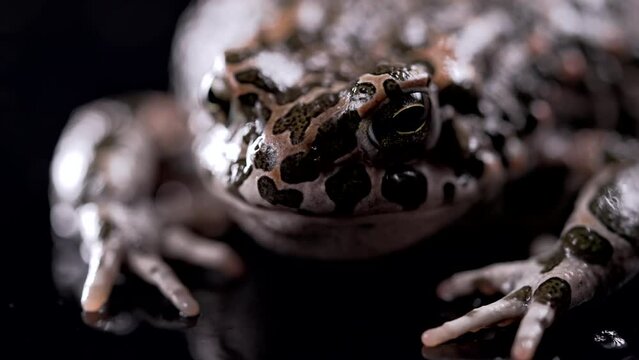 Amazing frog blinks eyes, stirs nostrils, macro. Beautiful ground toad close-up, night shot. Natterjack breathing and looking at camera. Dark background.