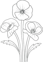 hand drawn flower poppy flower