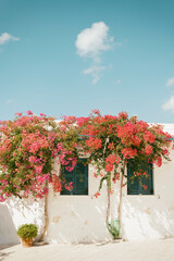 House framed by bougainvilleas