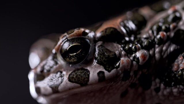 Amazing frog blinks eyes, stirs nostrils, macro. Beautiful ground toad close-up, night shot. Natterjack breathing and looking at camera. Dark background.