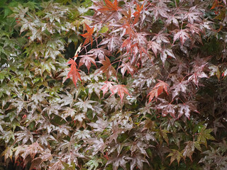 maple acer tree leaves background