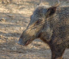 wild boar in forest