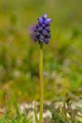 blue grape hyacinth