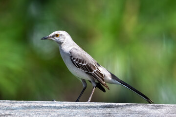 Mockingbird
