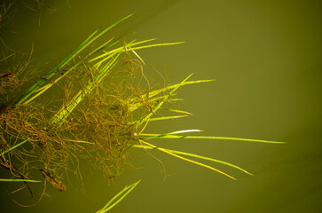 Obraz premium moss and river background