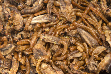 French edible insects to taste. The mealworm Tenebrio molitor The Sigillatus cricket fried in salt and spices for a snack and a complete healthy protein aperitif.