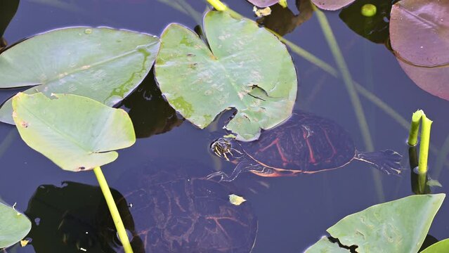 Florida red-bellied cooter or Florida redbelly turtle (Pseudemys nelsoni) male staying close to female, Everglades, Florida.