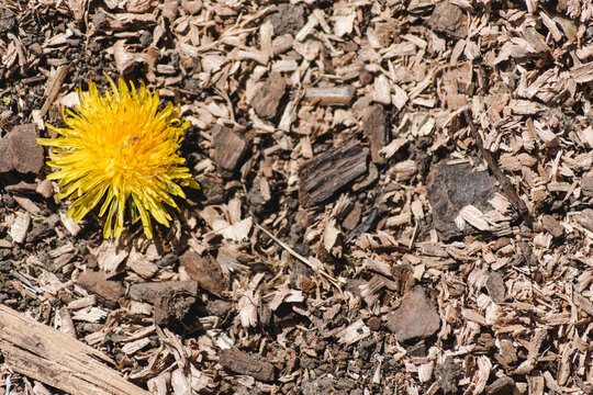 Chunks of wood on the ground. The head of a yellow dandelion on sawdust, on the left side. Sawdust background image or texture. Wood treatment waste