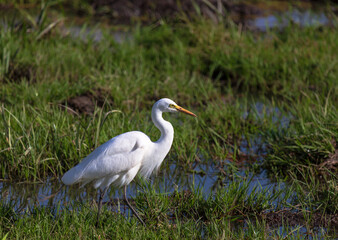 White heron standing in the marsh in savannah in Amboseli national park