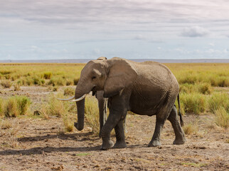 Fototapeta na wymiar Large elephant going in savannah in Amboseli national park