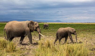 Big elephant and its baby going in savannah. Amboseli national park. Kenya