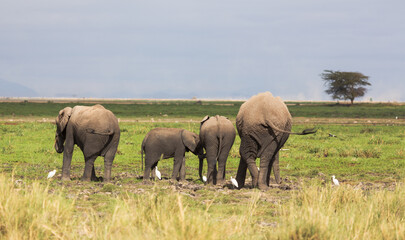 Elephants' backs and a tree in the background in savannah. Amboseli national park. Kenya