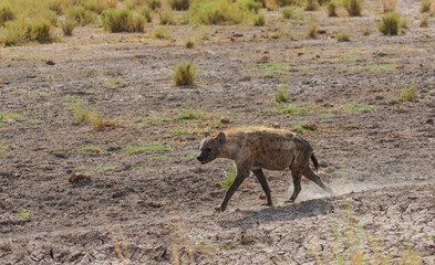 Hyena walking in savannah. Amboseli national park. Kenya
