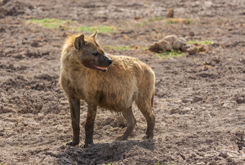 Hyena standing and watching in savannah. Amboseli national park. Kenya