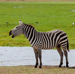 Crying zebra near the water on the green grass. Amboseli national park, Kenya