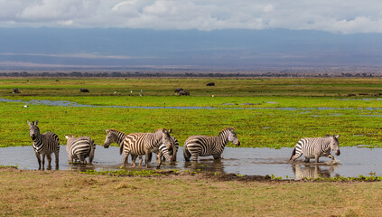 Group of zebras standing in the water in savannah. Amboseli national park, Kenya
