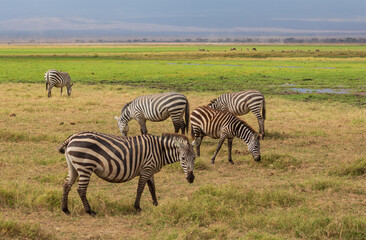 Fototapeta na wymiar A group of zebras eating grass in savannah. Amboseli national park. Kenya