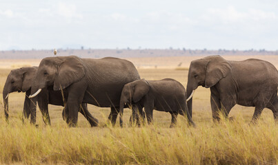 Naklejka na ściany i meble Four elephants (large and babies) going on the yellow grass in savannah. Amboseli national park. Kenya