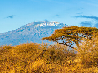 Giraffe near the tree in the background of Kilimanjaro. Amboseli national park. Kenya