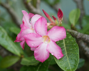 Closeup beautiful Pink adenium flower ( Desert Rose flower) on tree after the rain