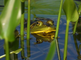 Green frog hiding in the pond