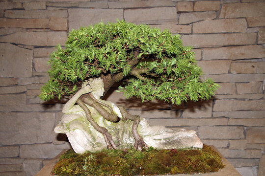 Banzai tree in the pot
